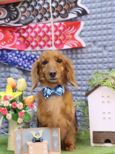 20230528しろくん